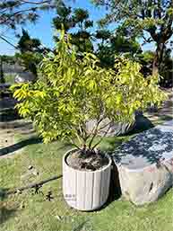 斑葉古巴拉貝木